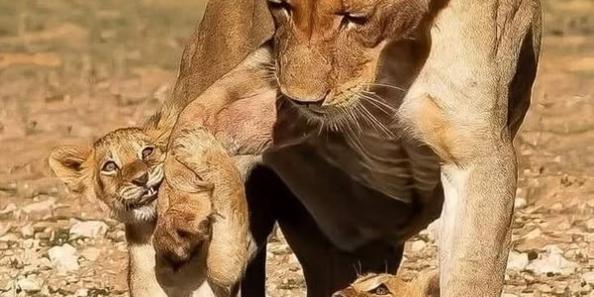 Yankees information: Cody Bellinger opts out, will consider free of charge business